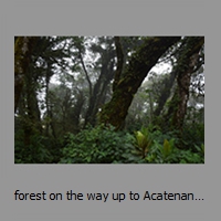 forest on the way up to Acatenango